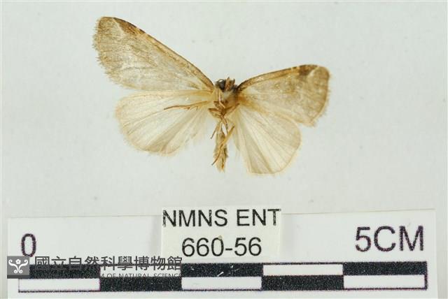 臺美波紋蛾藏品圖，第2張