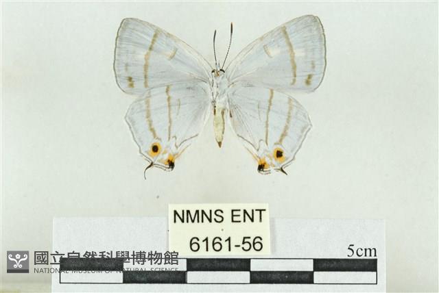 阿里山鐵灰蝶藏品圖，第2張
