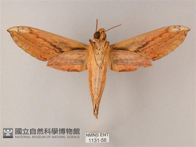 綠背斜紋天蛾藏品圖，第2張