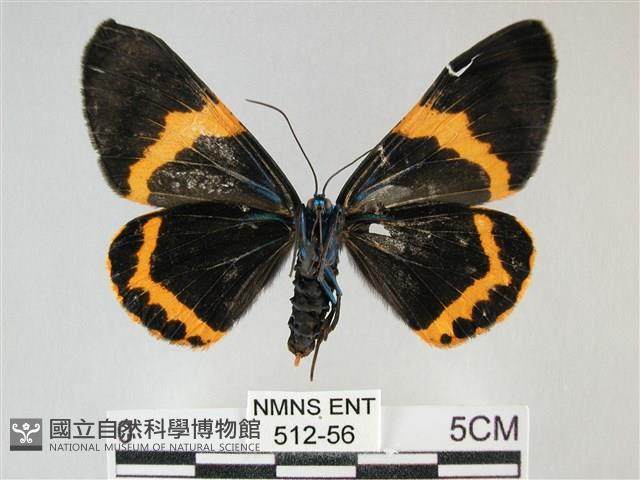 橙帶藍尺蛾藏品圖，第2張