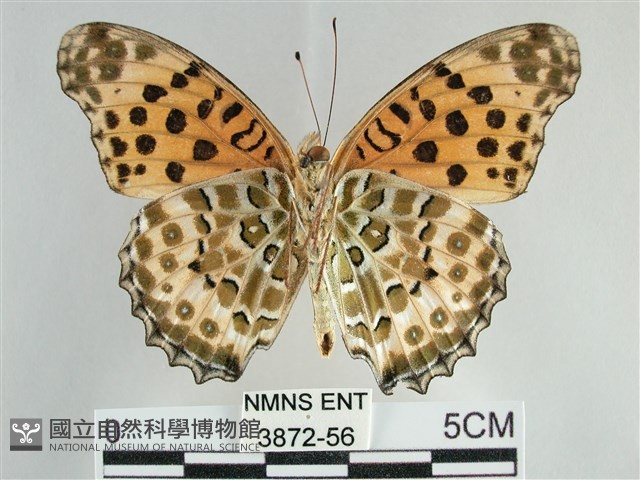斐豹蛺蝶藏品圖，第2張