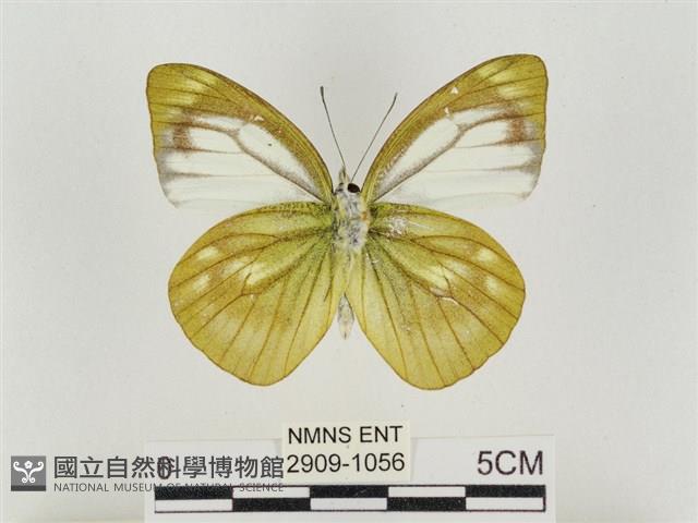 淡褐脈粉蝶藏品圖，第2張