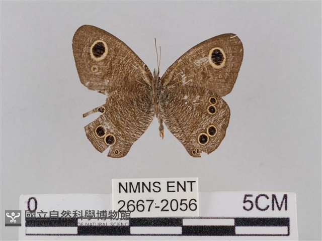小波眼蝶藏品圖，第2張