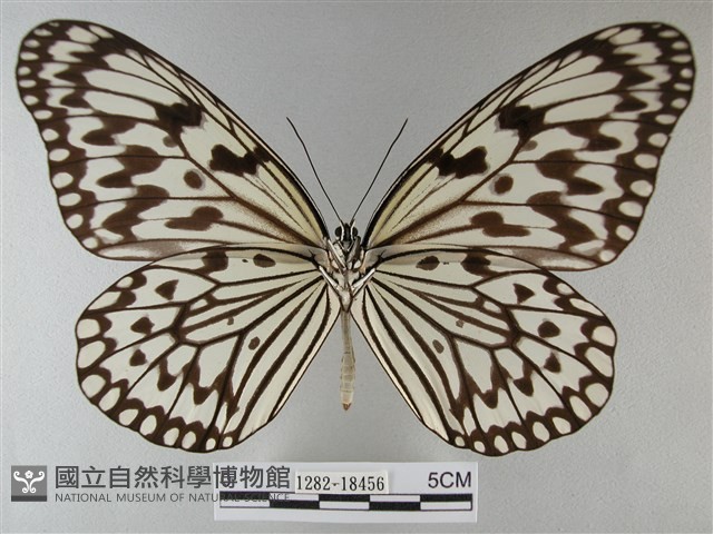 大白斑蝶藏品圖，第2張