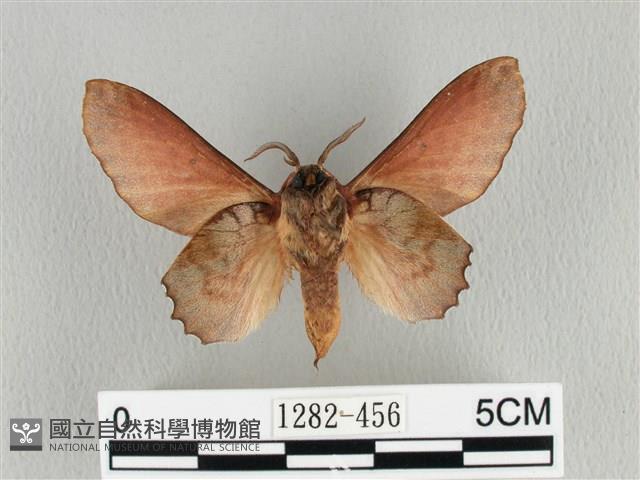 臺灣枯葉蛾藏品圖，第2張