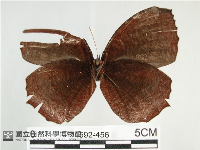 藍紋鋸眼蝶藏品圖，第2張