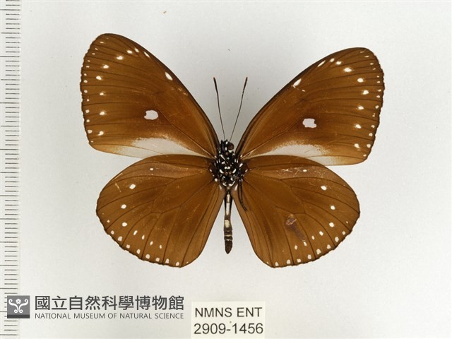 小紫斑蝶藏品圖，第2張