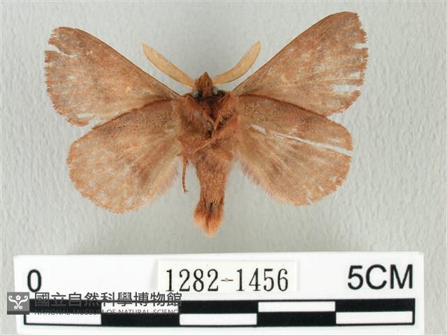 褐斜帶枯葉蛾藏品圖，第2張