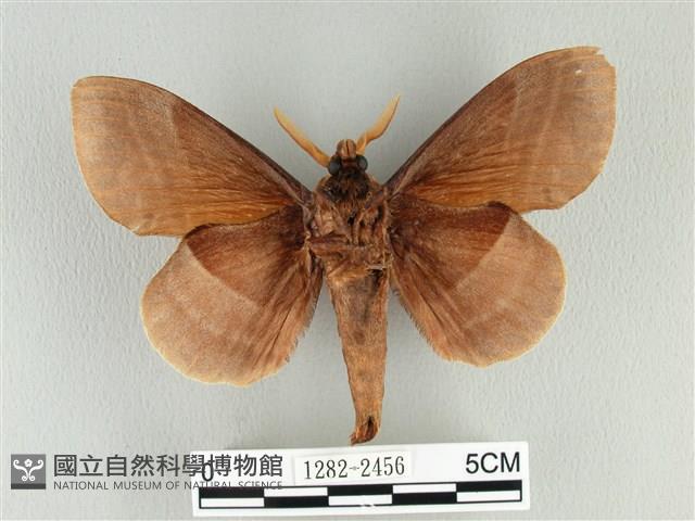 松大毛蟲藏品圖，第2張