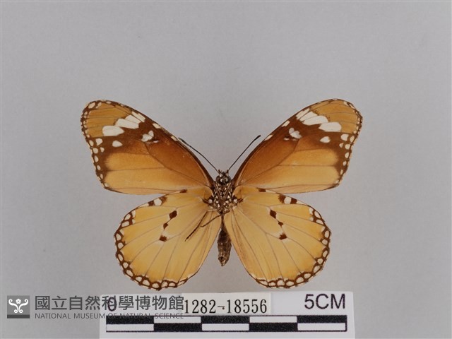 樺斑蝶藏品圖，第2張