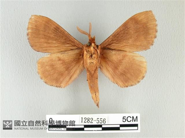 波紋枯葉蛾藏品圖，第2張