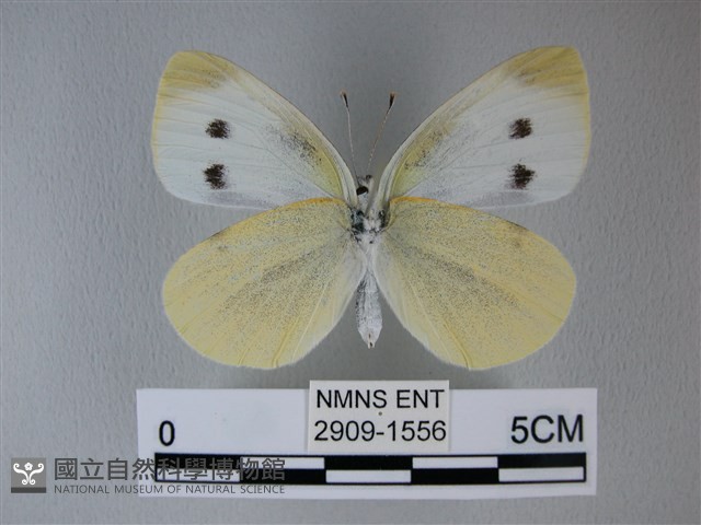 白粉蝶、紋白蝶藏品圖，第2張