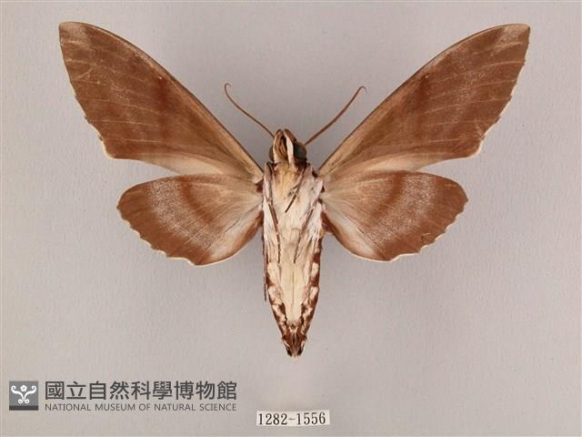 粗斜紋天蛾藏品圖，第2張