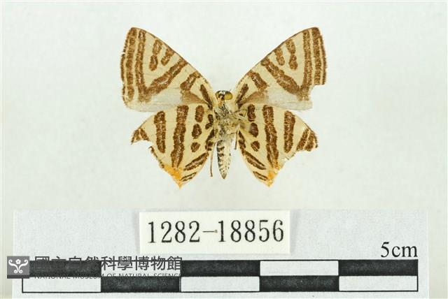 三斑虎灰蝶藏品圖，第2張