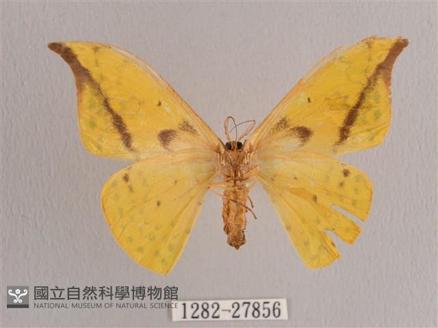 黃鉤蛾藏品圖，第2張