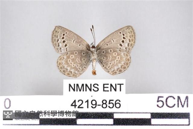 藍灰蝶沖繩亞種藏品圖，第2張