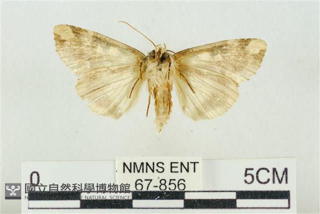 連珠波紋蛾藏品圖，第2張