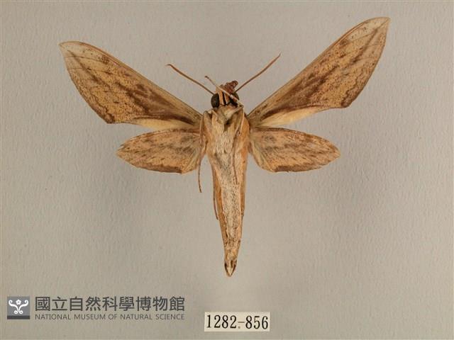 背線天蛾藏品圖，第2張