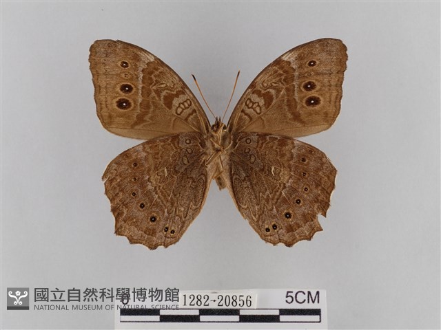 褐翅蔭眼蝶藏品圖，第2張