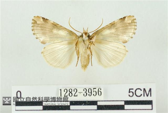 連珠波紋蛾藏品圖，第2張