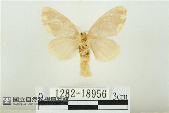 黑翅黃毒蛾藏品圖，第2張