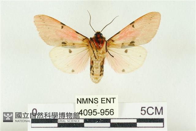 棍棒污燈蛾藏品圖，第2張