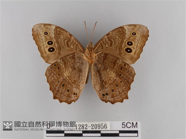 褐翅蔭眼蝶藏品圖，第2張