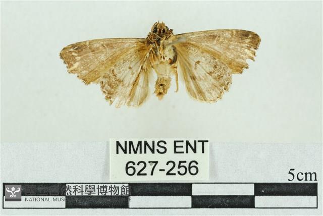 粉紅帶散紋夜蛾藏品圖，第2張