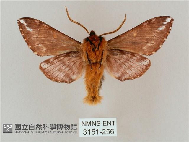 井上氏絨毛天蛾藏品圖，第2張