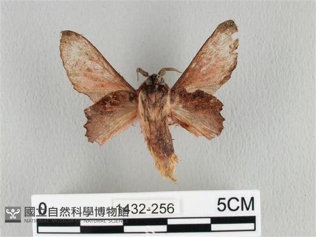 臺灣枯葉蛾藏品圖，第2張