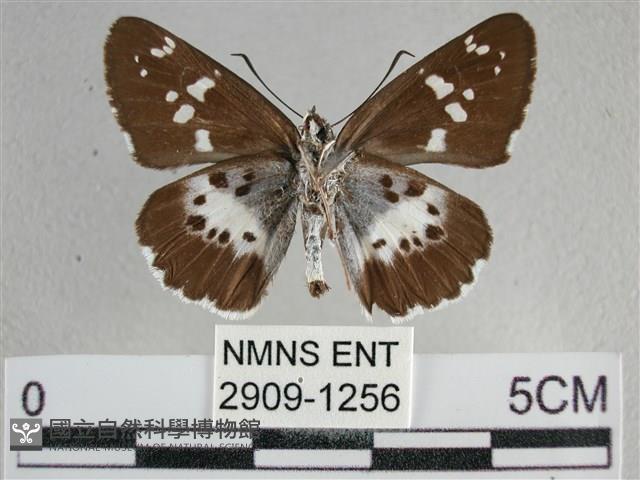 玉帶弄蝶藏品圖，第2張