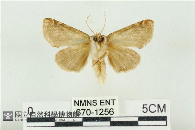 寬帶波紋蛾藏品圖，第2張