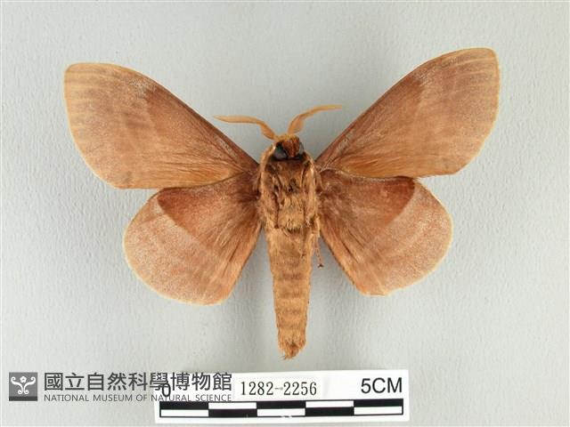 松大毛蟲藏品圖，第2張