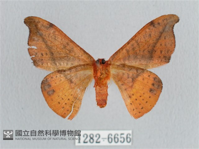 銀端帶鉤蛾藏品圖，第2張