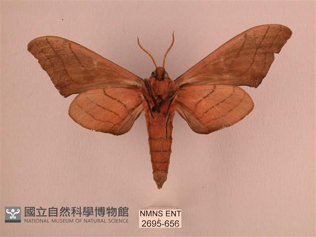 直翅六點天蛾藏品圖，第2張