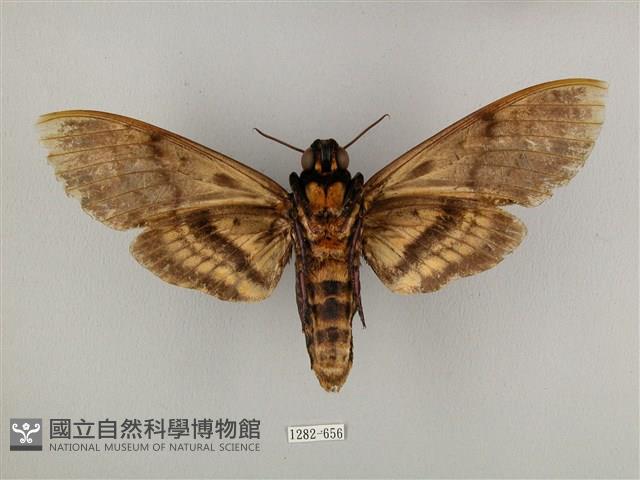 鬼臉天蛾藏品圖，第2張