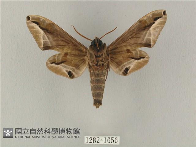 白點天蛾 藏品圖，第2張