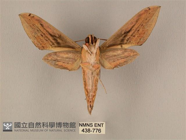 棕綠背線天蛾藏品圖，第2張