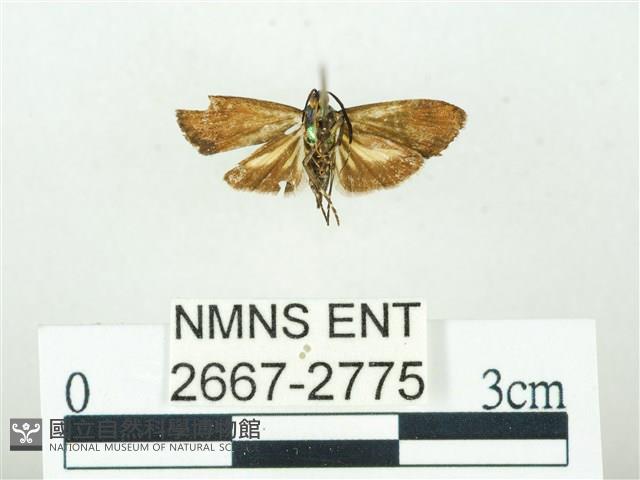 叉紋閃舞蛾藏品圖，第2張