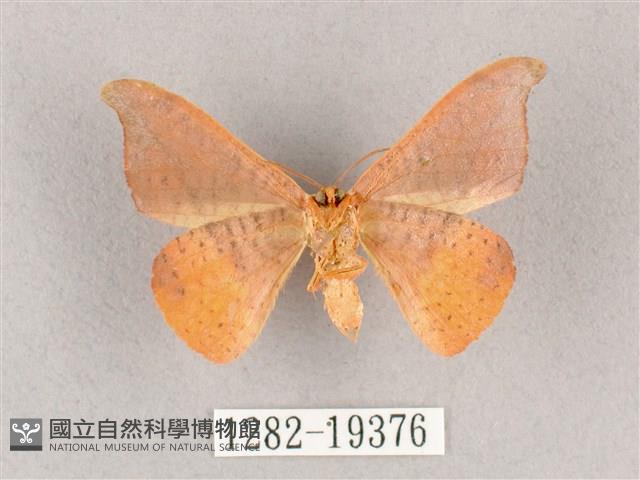 銀端帶鉤蛾藏品圖，第2張