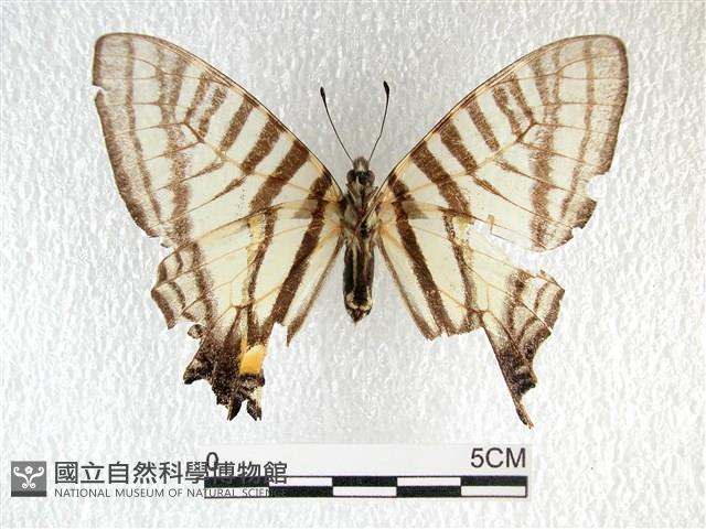 黑尾劍鳳蝶藏品圖，第2張