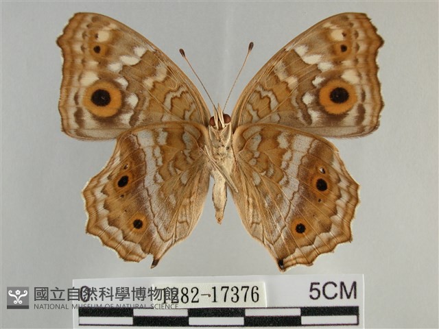 鱗紋眼蛺蝶藏品圖，第2張