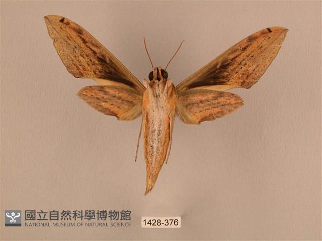 棕綠背線天蛾藏品圖，第2張