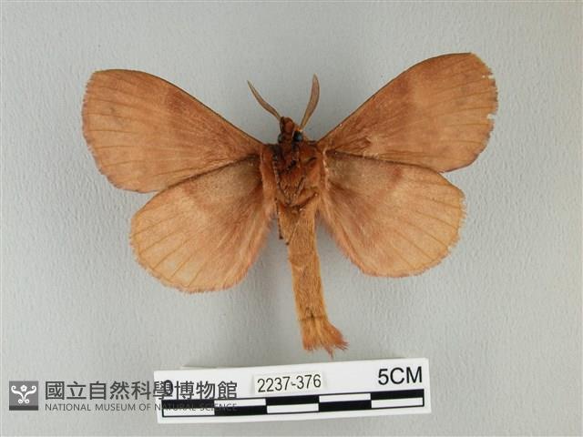 波紋枯葉蛾藏品圖，第2張