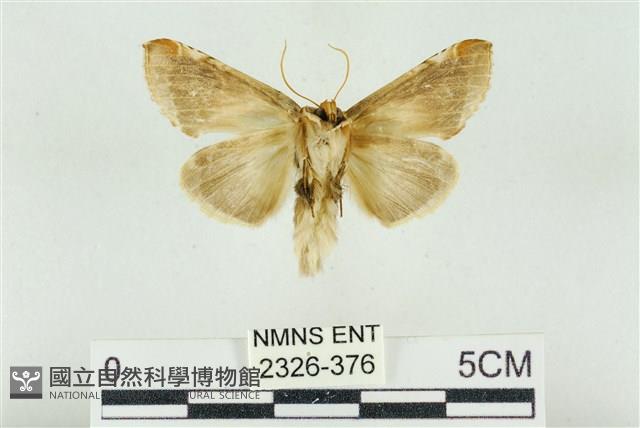 印華波紋蛾藏品圖，第2張