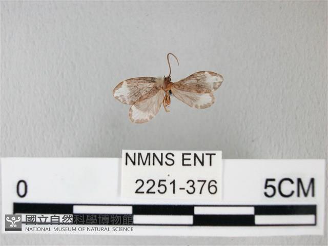 臺灣卵翅蛾藏品圖，第2張