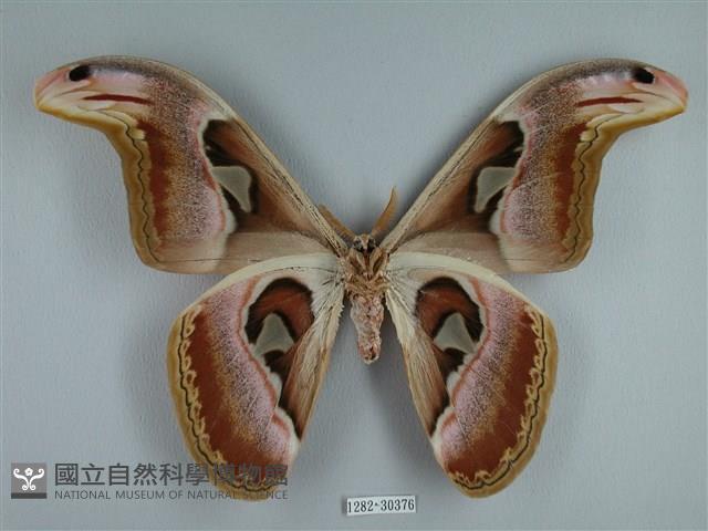 皇蛾藏品圖，第2張