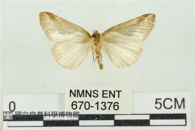 素木氏美波紋蛾藏品圖，第2張