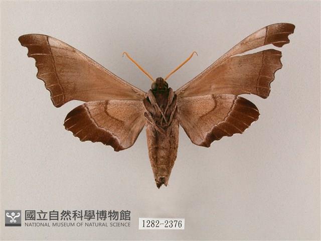 齒翅三線天蛾藏品圖，第2張