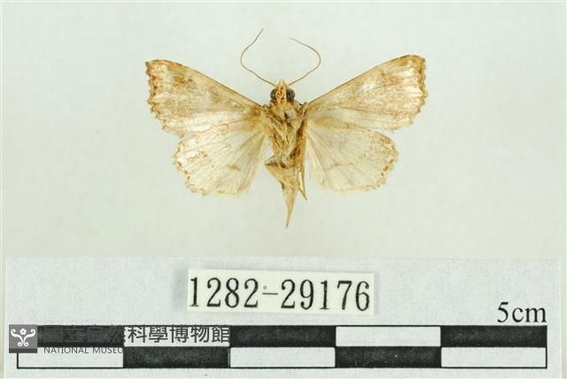 弧角散紋夜蛾藏品圖，第2張